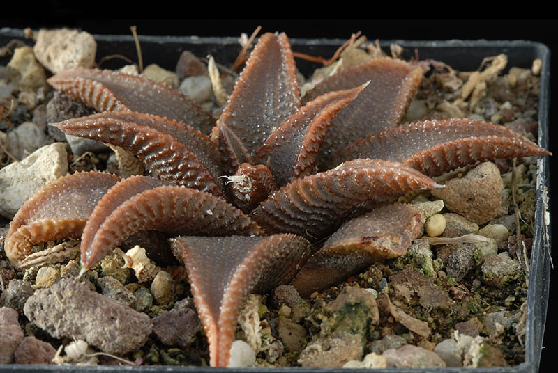 Haworthia Koelmaniorum Cm. 8 € 46.00.jpg